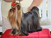 How long did it take to grow out your yorkies hair?-6.jpg