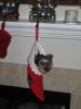 Yorkietalk Christmas Contest Entries Here!-keep4.jpg