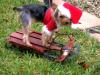 Yorkietalk Christmas Contest Entries Here!-dscn1074a.jpg