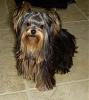 How long did it take to grow out your yorkies hair?-dscn5417-2.jpg