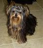 How long did it take to grow out your yorkies hair?-dscn5417-2.jpg