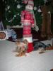 Yorkietalk Christmas Contest Entries Here!-dscn1042a.jpg