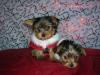 Yorkietalk Christmas Contest Entries Here!-santa-helpers.jpg