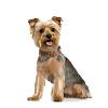 Yorkie hair cut styles-626.x600.seek2.yorkie.silo.jpg