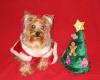 Yorkietalk Christmas Contest Entries Here!-img_1349.jpg