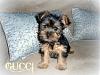 New pup-gucci-2.jpg