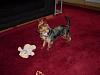 docking tails for yorkies illegal-867701505c.jpg