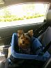 Need a good idea/car-stellacarseat1.jpg