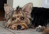 pics of 10 pound yorkies or over-04.08.2009_a4.jpg