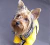 pics of 10 pound yorkies or over-104_3715-copy.jpg