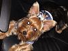 pics of 10 pound yorkies or over-24.09.2009_01.jpg