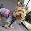 pics of 10 pound yorkies or over-12sept2009_q_01.jpg