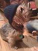 pics of 10 pound yorkies or over-img_0171.jpg