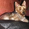 pics of 10 pound yorkies or over-harley.jpg