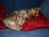 pics of 10 pound yorkies or over-molcushion.jpg