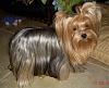 How long did it take to grow out your yorkies hair?-dscn5726-2.jpg