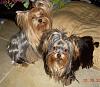 How long did it take to grow out your yorkies hair?-dscn5724-2.jpg