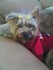 pics of 10 pound yorkies or over-840a1189.jpg