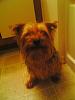 pics of 10 pound yorkies or over-nia4.jpg