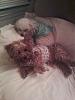 pics of 10 pound yorkies or over-sspx0066.2.jpg