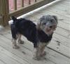 pics of 10 pound yorkies or over-1010091751_0001.jpg