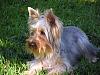 pics of 10 pound yorkies or over-oni.jpg