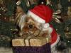 Yorkietalk Christmas Contest Entries Here!-perfect-santa-baby2005.jpg