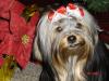 Yorkietalk Christmas Contest Entries Here!-album-5-409.jpg