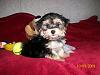 Need help naming our new addition!-morky-2.jpg