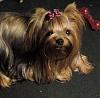 Happy birthday gidget the midget-g1111.jpg