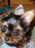 My Sweet Toby is growing up!!-l_2bbacd7d7c764ac2ad4bfbb26406aeba.jpg