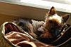 My Sweet Toby is growing up!!-l_47c7f47ad8154d39b1f77e57d2a11b12.jpg