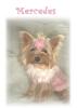 Mercedes (Red Yorkie) 6.5 months old Picture-pink1-426-x-600-.jpg