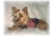 Mercedes (Red Yorkie) 6.5 months old Picture-mavrick1-600-x-426-.jpg