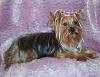 This is Random, but how do you get them to pose for photo's?-baylee-008-860-x-664-.jpg