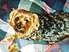 pics of 10 pound yorkies or over-sweet-zipper.jpg