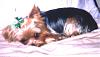 pics of 10 pound yorkies or over-zippers-little-sister-nemesis-.jpg