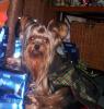 Who thinks these 2 Yorkies look a like?-minnie.jpg