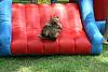 Check Out Lulu Going Down A Slide-lulu2.jpg