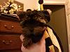 Looking for akc chocolate female yorkie-downsized_1004091351.jpg