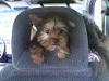 Looking for akc chocolate female yorkie-snuffy-riding-car.jpg