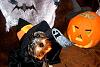 YorkieTalk Fifth Annual Halloween Contest (2009) - SUBMIT YOUR ENTRIES!-dsci0039.jpg