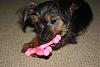 Teething puppy what can I give her to chew-lucina2.jpg