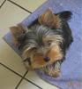 New to Yorkie Talk-ive-got-personality.jpg