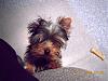 New to Yorkie Talk-say-hi-me-too-.jpg