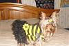 Does your Yorkie where clothing? Why or Why not?-sophie.jpg