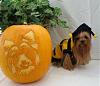 YorkieTalk Fifth Annual Halloween Contest (2009) - SUBMIT YOUR ENTRIES!-gidget-bumblebee.jpg