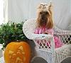 YorkieTalk Fifth Annual Halloween Contest (2009) - SUBMIT YOUR ENTRIES!-suki-princess.jpg