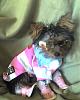 Does your Yorkie where clothing? Why or Why not?-10-20-07_1405.jpg