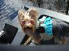 Does your Yorkie where clothing? Why or Why not?-dsc02349.jpg
